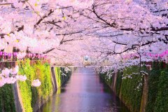 Kanto-Tokyo-Nakameguro-Cerezos-en-flor-1200px