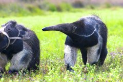 Corrientes-Esteros del Iberá-Coatíes