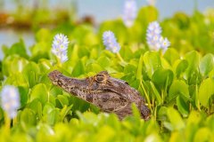 Corrientes-Esteros del Iberá-Yacaré