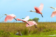 Corrientes-Esteros del Iberá-Flamencos