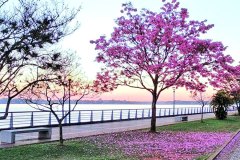 Misiones-Posadas-Costanera-Lapachos