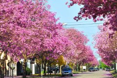 Misiones-Lapacho en flor