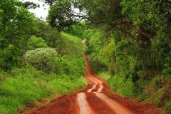 Misiones-Ruta del Té y la yerba mate