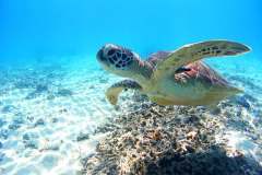 Okinawa-Kerama-tortuga-marina-1200px