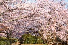 Shikoku-Tokushima-Cerezos-en-flor-del-Parque-Seibu-1200px