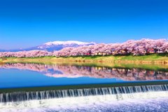 Tohoku-Miyagi-Cerezos-en-flor-de-Hitome-Senbonzakura-1200px