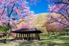 Tokai-Shizuoka-Atami-e-Ito-Parque-de-Sakura-no-Sato-1200px